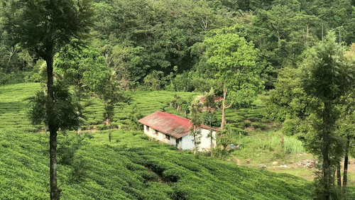 View of a tea plantation with a house below and mountains in the background.